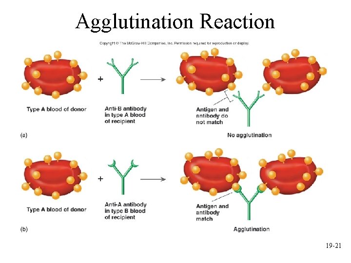 Agglutination Reaction 19 -21 