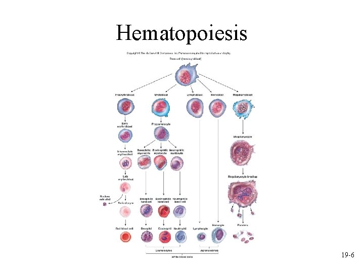 Hematopoiesis 19 -6 