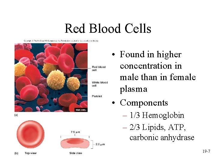 Red Blood Cells • Found in higher concentration in male than in female plasma