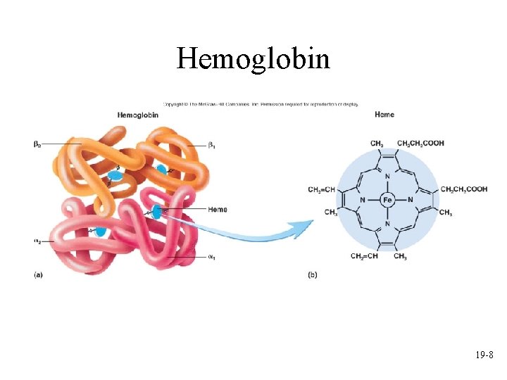 Hemoglobin 19 -8 