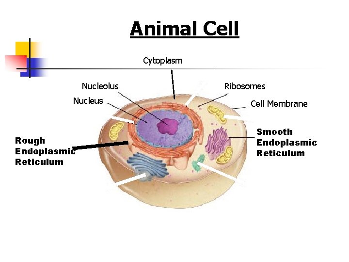 Figure 7 -5 Plant and Animal Cells Animal Cell Section 7 -2 Cytoplasm Nucleolus