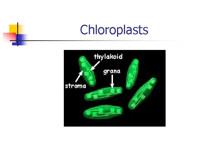 Chloroplasts 