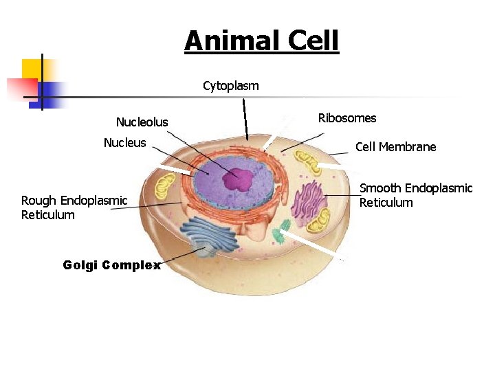 Figure 7 -5 Plant and Animal Cells Animal Cell Section 7 -2 Cytoplasm Nucleolus