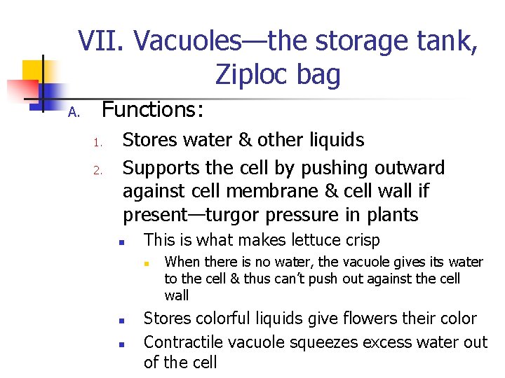 VII. Vacuoles—the storage tank, Ziploc bag A. Functions: 1. 2. Stores water & other VII. Vacuoles—the storage tank, Ziploc bag A. Functions: 1. 2. Stores water & other