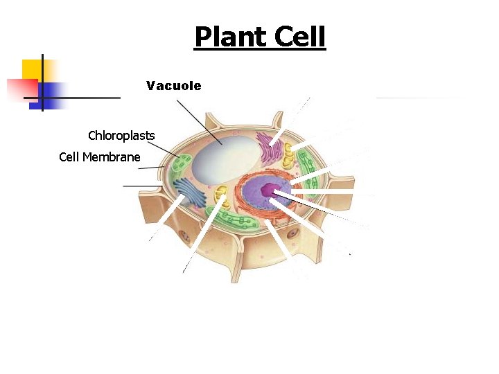 Figure 7 -5 Plant and Animal Cells Plant Cell Section 7 -2 Vacuole Chloroplasts