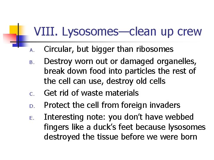 VIII. Lysosomes—clean up crew A. B. C. D. E. Circular, but bigger than ribosomes