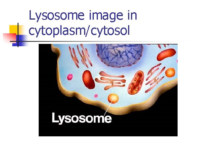 Lysosome image in cytoplasm/cytosol Lysosome image in cytoplasm/cytosol