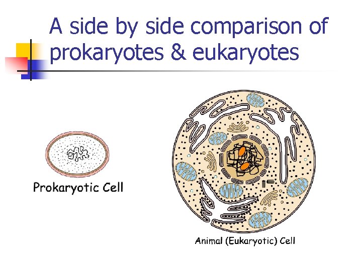 A side by side comparison of prokaryotes & eukaryotes A side by side comparison of prokaryotes & eukaryotes