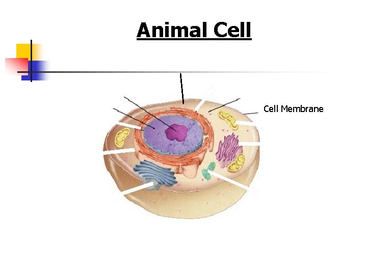 Figure 7 -5 Plant and Animal Cells Section 7 -2 Animal Cell Membrane Go