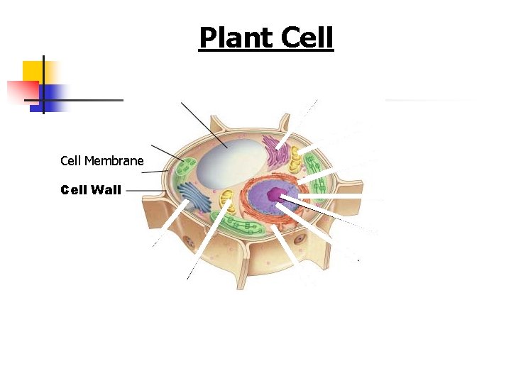 Figure 7 -5 Plant and Animal Cells Section 7 -2 Cell Membrane Cell Wall