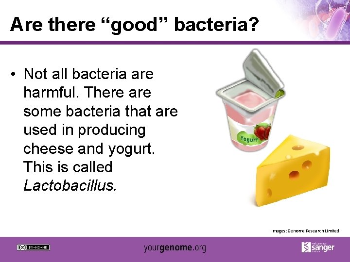 Are there “good” bacteria? • Not all bacteria are harmful. There are some bacteria