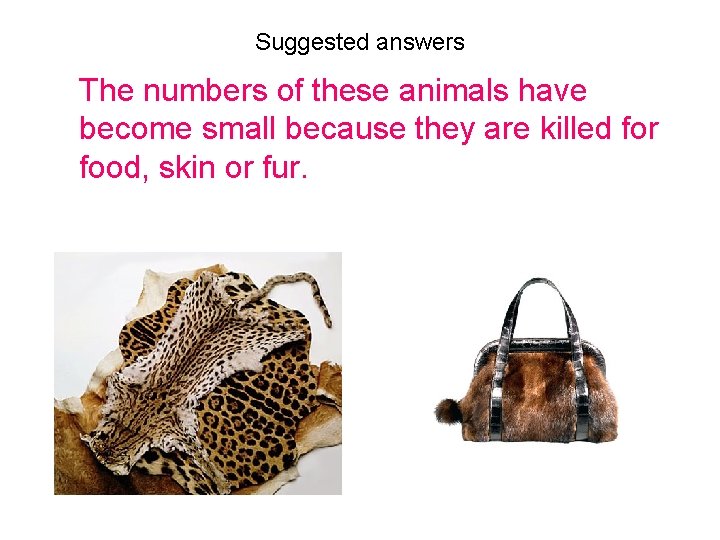 Suggested answers The numbers of these animals have become small because they are killed
