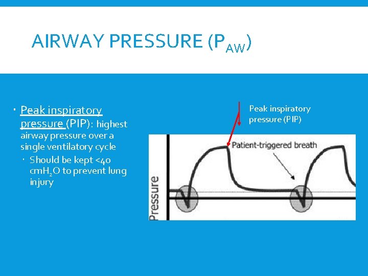 AIRWAY PRESSURE (PAW) Peak inspiratory pressure (PIP): highest airway pressure over a single ventilatory