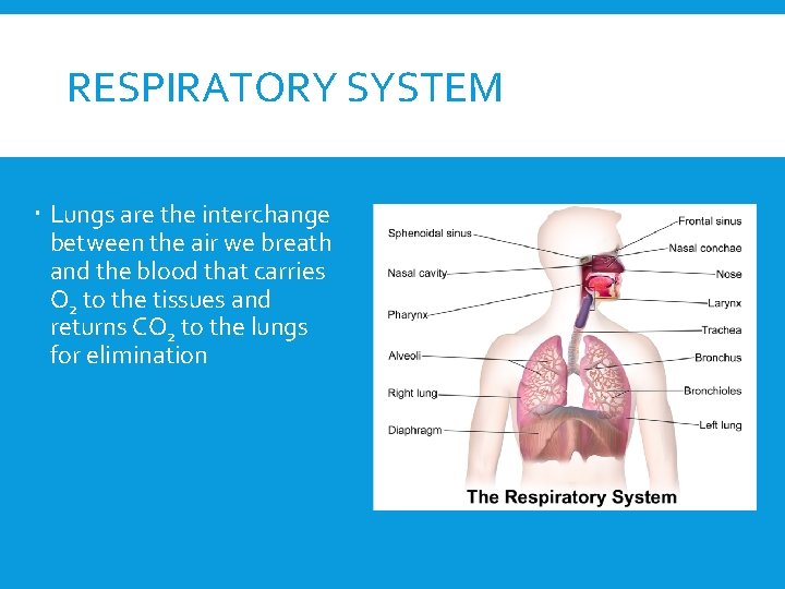 RESPIRATORY SYSTEM Lungs are the interchange between the air we breath and the blood