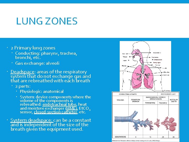 LUNG ZONES 2 Primary lung zones Conducting: pharynx, trachea, bronchi, etc. Gas exchange: alveoli