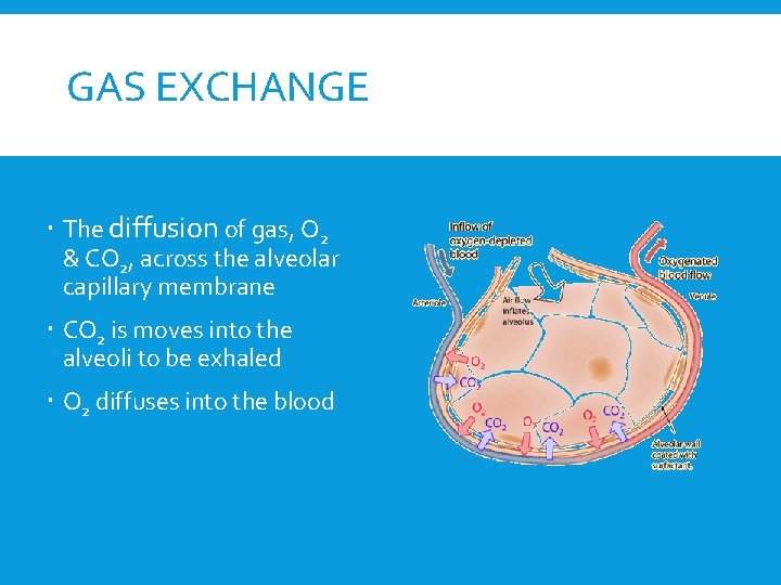 GAS EXCHANGE The diffusion of gas, O 2 & CO 2, across the alveolar