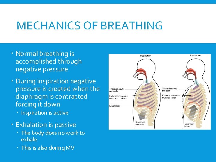 MECHANICS OF BREATHING Normal breathing is accomplished through negative pressure During inspiration negative pressure