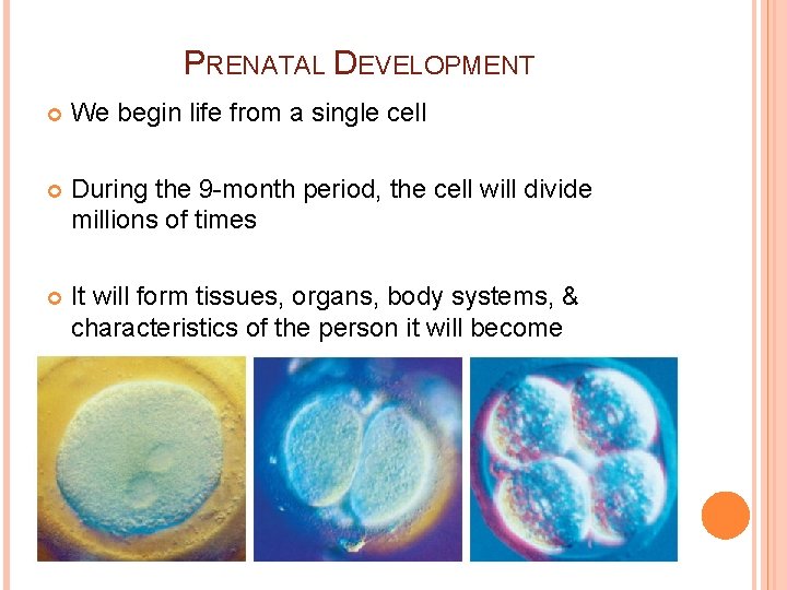 PRENATAL DEVELOPMENT We begin life from a single cell During the 9 -month period,