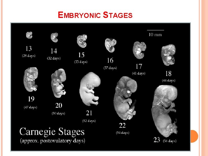 EMBRYONIC STAGES 