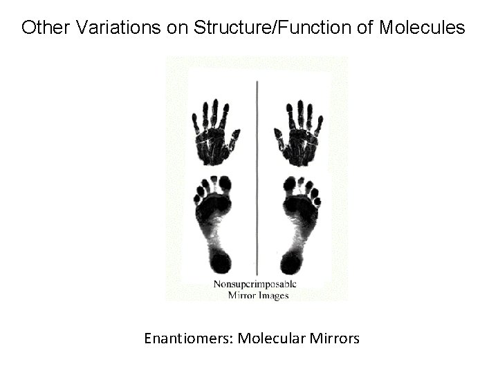 Other Variations on Structure/Function of Molecules Enantiomers: Molecular Mirrors 