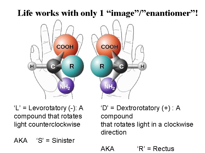 Life works with only 1 “image”/”enantiomer”! ‘L’ = Levorotatory (-): A compound that rotates