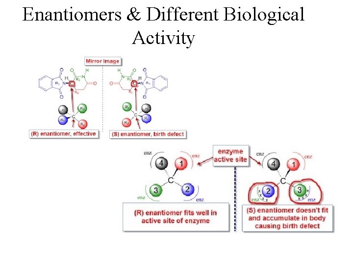 Enantiomers & Different Biological Activity 