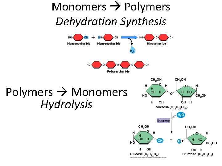 Monomers Polymers Dehydration Synthesis Polymers Monomers Hydrolysis 