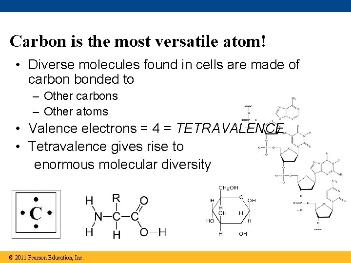 Carbon is the most versatile atom! • Diverse molecules found in cells are made