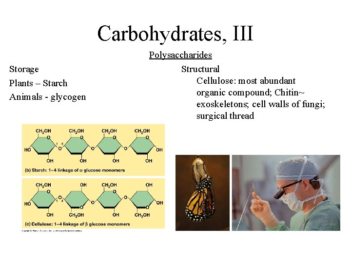 Carbohydrates, III Storage Plants – Starch Animals - glycogen Polysaccharides Structural Cellulose: most abundant