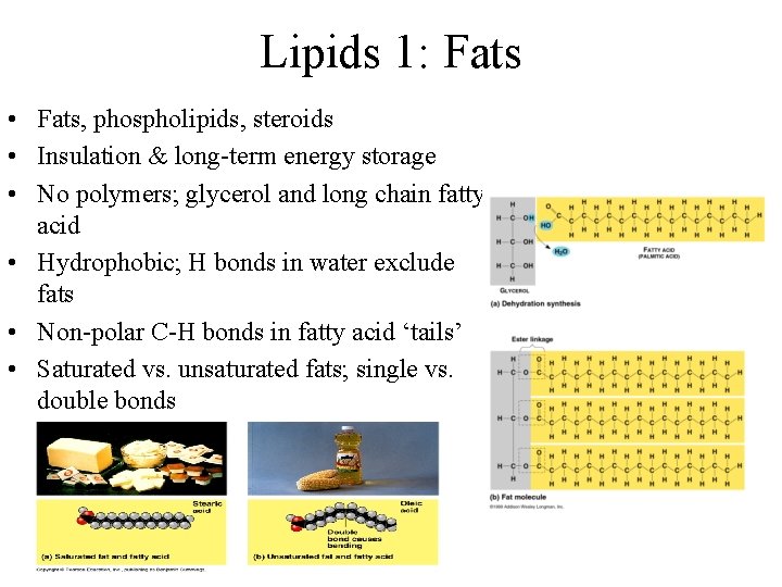 Lipids 1: Fats • Fats, phospholipids, steroids • Insulation & long-term energy storage •