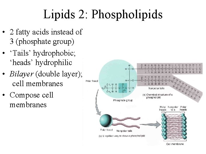 Lipids 2: Phospholipids • 2 fatty acids instead of 3 (phosphate group) • ‘Tails’