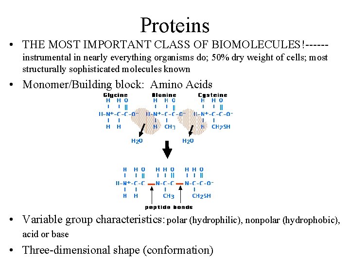 Proteins • THE MOST IMPORTANT CLASS OF BIOMOLECULES!-----instrumental in nearly everything organisms do; 50%