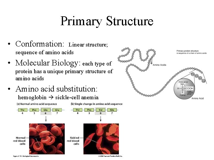 Primary Structure • Conformation: Linear structure; sequence of amino acids • Molecular Biology: each