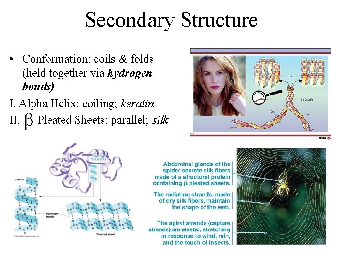 Secondary Structure • Conformation: coils & folds (held together via hydrogen bonds) I. Alpha