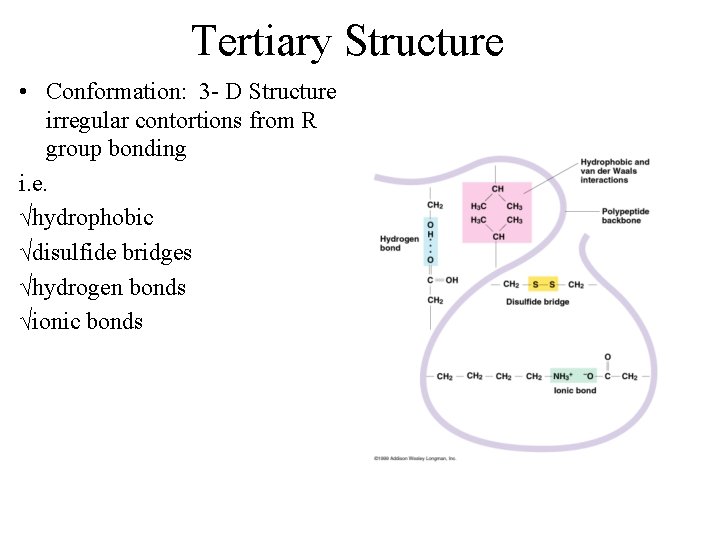 Tertiary Structure • Conformation: 3 - D Structure irregular contortions from R group bonding