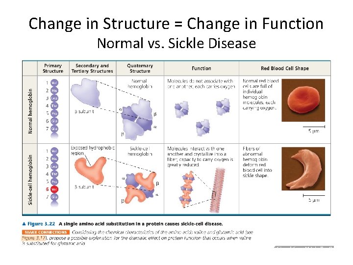 Change in Structure = Change in Function Normal vs. Sickle Disease 