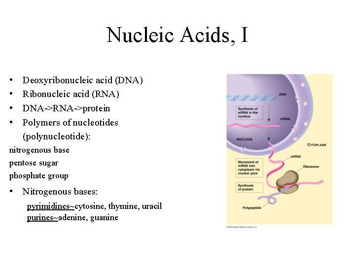 Nucleic Acids, I • • Deoxyribonucleic acid (DNA) Ribonucleic acid (RNA) DNA->RNA->protein Polymers of