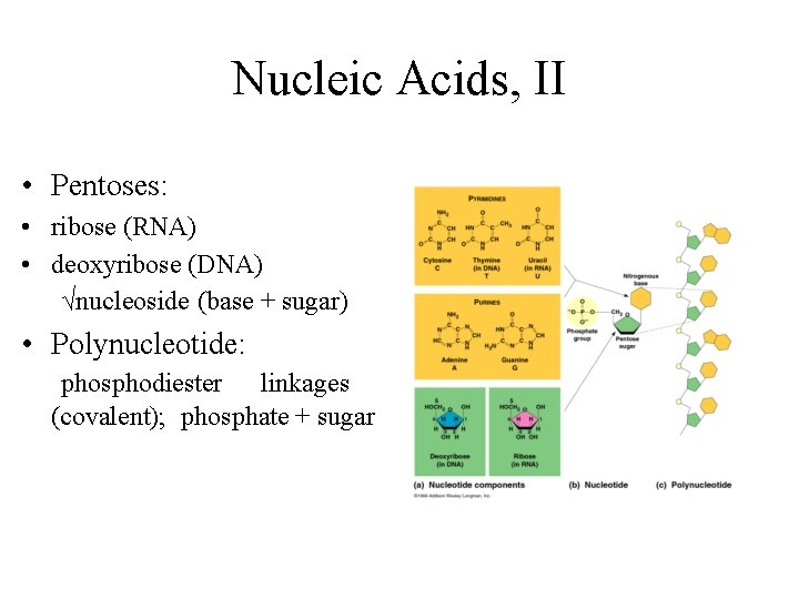 Nucleic Acids, II • Pentoses: • ribose (RNA) • deoxyribose (DNA) √nucleoside (base +
