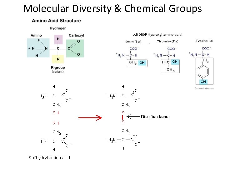 Molecular Diversity & Chemical Groups Alcohol/ Sulfhydryl amino acid 