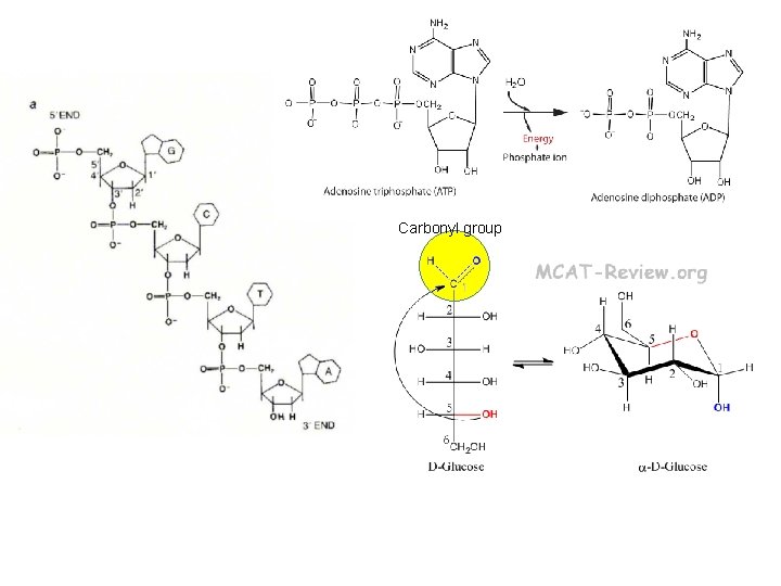 Carbonyl group 
