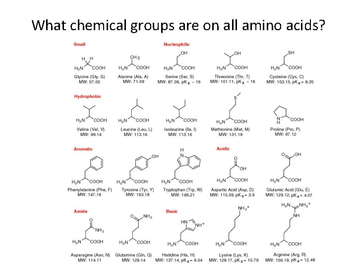 What chemical groups are on all amino acids? 
