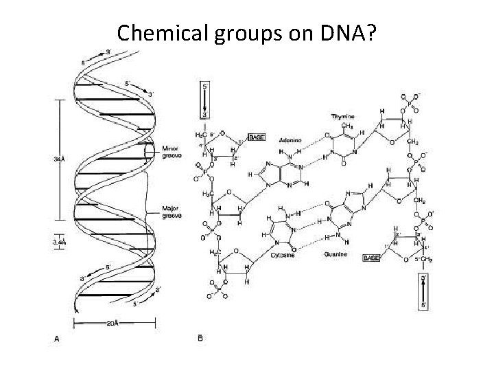 Chemical groups on DNA? 