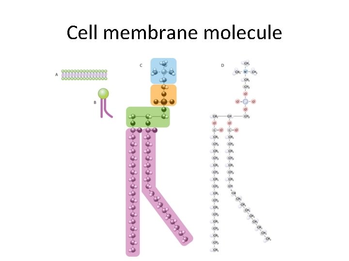 Cell membrane molecule 