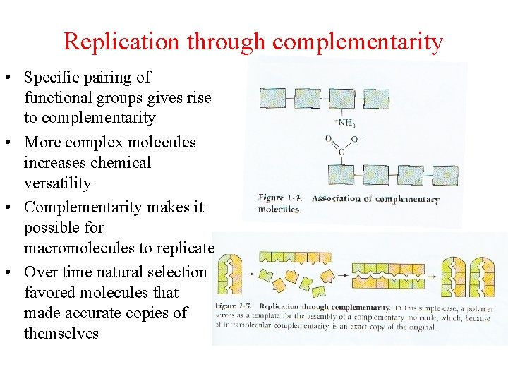 Replication through complementarity • Specific pairing of functional groups gives rise to complementarity •