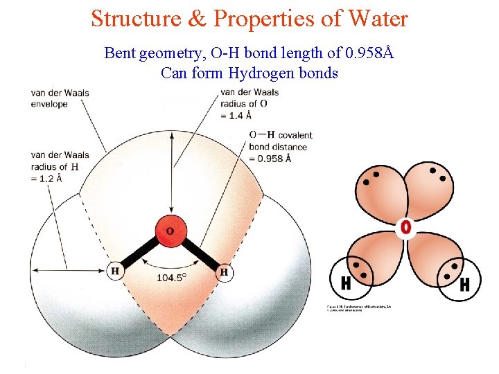 Structure & Properties of Water Bent geometry, O-H bond length of 0. 958Å Can