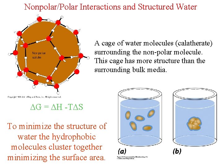 Nonpolar/Polar Interactions and Structured Water A cage of water molecules (calatherate) surrounding the non-polar
