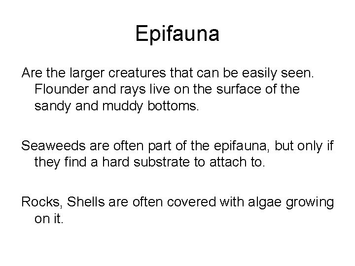 Epifauna Are the larger creatures that can be easily seen. Flounder and rays live
