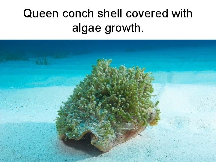 Queen conch shell covered with algae growth. 