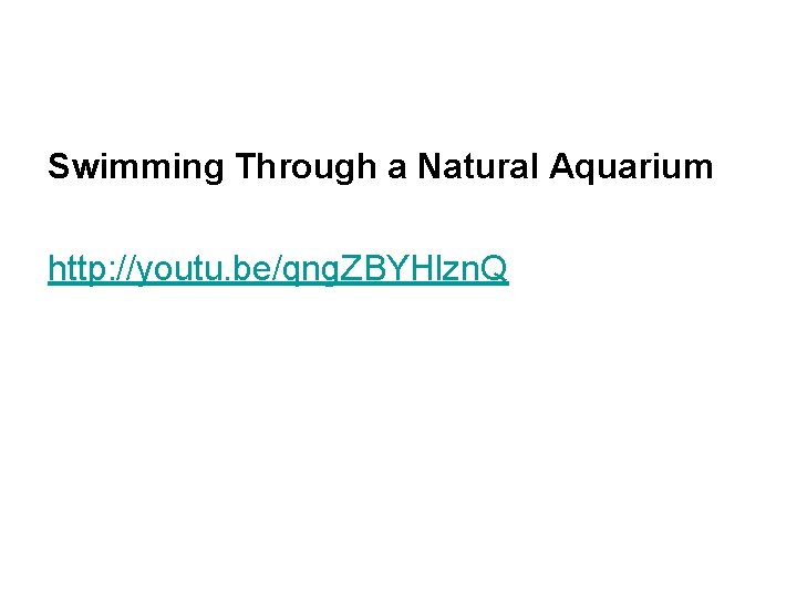 Swimming Through a Natural Aquarium http: //youtu. be/qng. ZBYHlzn. Q 