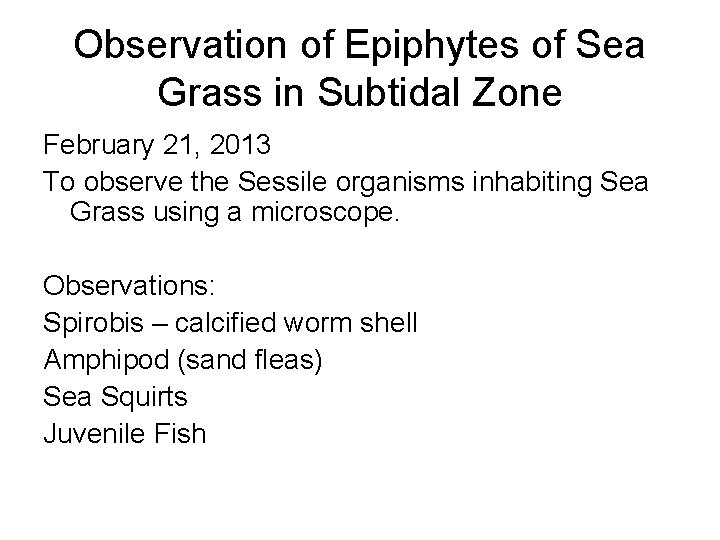 Observation of Epiphytes of Sea Grass in Subtidal Zone February 21, 2013 To observe